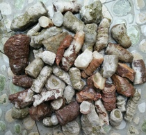 Ning Qiang Coral Jade Fossil Raw Stone can be engraved as beads Handstring Chapter Pendant Sheep Horn Monomer Kg Heap of Sale W