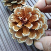 Natural wild medicinal pine nuts dried flowers dried fruits micro-landscape decoration retro shooting props online shop photo