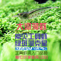 South American aquarium Yamato algae shrimp River algae shrimp silk algae Black hair algae nemesis in addition to algae aquatic plants Shrimp in addition to brown algae aquatic plants tank