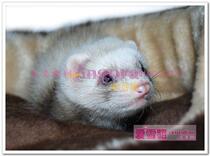 Pet mink consignment Air pet ferret horse ferret ferret Air plane