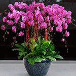爱优尚a级蝴蝶兰盆栽花卉高档礼品兰花盆景年宵花卉植物上海杭州