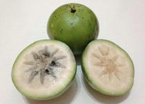 Take 2 kg of milk fruit fresh milk fruit tropical fruit venus fruit