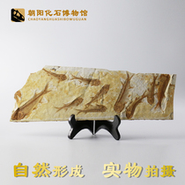 Liaoxi Hot sale paleontology wolf fin fish fossils Animal fossil specimens Group fish original plate ornamental strange stone ornaments