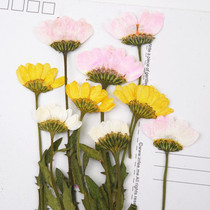 With branch side pressure crystal chrysanthemum dried flower flower flower embossed plant specimen Drop glue dried flower mobile phone shell childrens handmade material