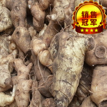 Chinese herbal medicine yellow essence chicken head root fresh wild now dug wine nourishing nutrition 10kg