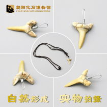 Hot-selling Moroccan animal teeth Shark teeth fossil teaching specimen Rough diy personality jewelry pendant