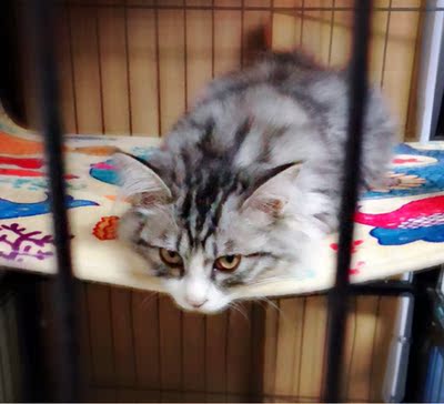 皇家猫粮对比评价怎么样，看过才知皇家猫粮质量靠谱吗,质量行不行,