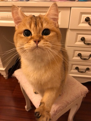 样子是很好看，就是套装里的裤裤，舒适度零分。这是一个好评模板，因为本仙女很懒，不想每个产品都写好评，所以特地模仿好友写下这个模板，但是这个产品无论是质量还是外形都是本仙女喜欢的类型，如果不喜欢，仙女收到东西会很生气，然后这个模板就会成为仙女喋喋不休的休书，自然不可能撒下这个好评，给各位淘友一个参考，本产品还是极好的，&mdash;&mdash;来自一位慵懒的只爱购物不爱写评语却想换积分的仙女！ 好吧，说真的，很好，喜欢。