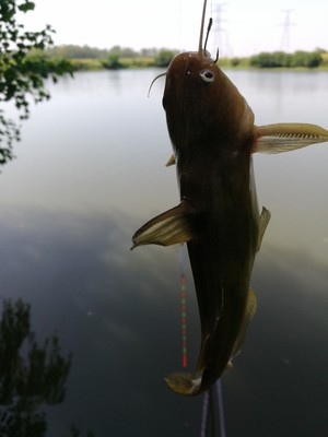 目前看来双宝鱼竿怎么样，双宝宏图鱼竿质量好吗？好不好用？