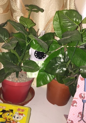 目前看来Stjiatu摄像头怎么样,曝光了是真假,通过三个月使用看真相