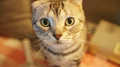 意外的好穿！我要再买一件！买好多件！超级舒服～平胸读音！ 意外的好穿！我要再买一件！买好多件！超级舒服～平胸读音！ 意外的好穿！我要再买一件！买好多件！超级舒服～平胸读音！ 意外的好穿！我要再买一件！买好多件！超级舒服～平胸读音！ 意外的好穿！我要再买一件！买好多件！超级舒服～平胸读音！ 意外的好穿！我要再买一件！买好多件！超级舒服～平胸读音！