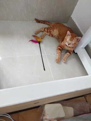 淘宝几年才知道原来评论85个字才会有积分。所以从今天到以后，这段话走到哪里就会复制到哪里。首先要保证质量啊，东西不赖啊。不然就用别的话来评论了。不知道这样子够不够85字。谢谢老板的认真检查。东西特别好，我不是刷评论的，我是觉得东西好我才买的！