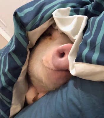 淘宝几年才知道原来评论85个字才会有积分。所以从今天到以后，这段话走到哪里就会复制到哪里。首先要保证质量啊，东西不赖啊。不然就用别的话来评论了。不知道这样子够不够85字。谢谢老板的认真检查。东西特别好，我不是刷评论的，我是觉得东西好我才买的，你会发现我每一家都是这么写的。因为复制一下就好了。