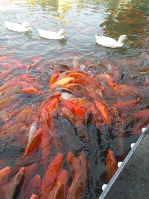 给奶奶买的我也没用过，具体的以后再追评，哈哈哈哈哈哈哈哈哈哈哈哈哈哈哈哈哈哈哈哈哈哈哈哈哈哈哈哈哈哈哈哈哈哈哈哈哈哈哈哈哈哈哈哈哈哈哈哈哈哈哈哈哈哈哈哈哈哈哈哈哈哈哈哈哈哈哈哈哈哈哈哈哈哈哈哈哈哈哈哈哈哈哈哈哈哈哈哈哈哈哈哈哈哈哈哈哈哈哈哈哈哈哈哈哈哈哈哈哈哈哈哈哈哈哈哈哈哈哈哈哈哈哈哈哈哈哈哈哈哈哈哈哈哈哈哈哈哈哈哈哈哈哈哈哈哈哈哈哈哈哈哈哈哈哈哈哈哈哈哈哈哈哈哈哈哈哈哈哈哈哈哈哈哈哈哈哈哈哈哈哈哈哈哈哈哈哈哈哈哈哈哈哈哈哈哈哈哈哈哈哈哈哈哈哈哈哈哈哈哈哈哈哈哈