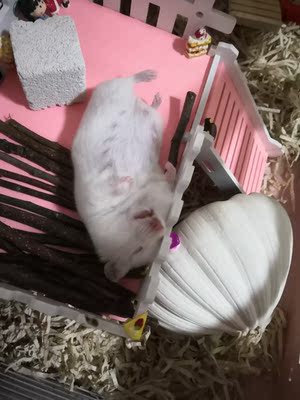 好穿，不会有紧绷绷勒的感觉，对比了另一家，选了这家的