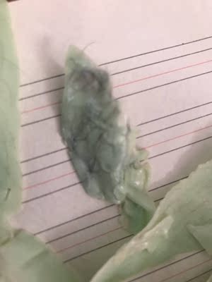 收到就使用了，效果很满意，第一次使用蜜蜡，没有买蜡机，用微波炉加热的，效果还是杠杠的，脱完没有残留，就是第一次使用动作有点慢，然后冷掉，下回回购会一起买个蜡机