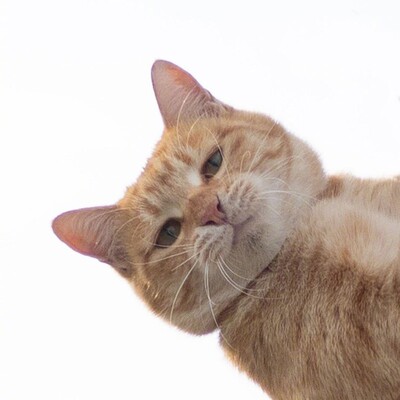 和此卖家交流,自觉七经八脉为之一畅,我在淘宝买了这么多年,所谓看过"女干"商无数,但与卖家您交流,我只想说,老板你实在是太好了。 你的高尚情操太让人感动了。本人对此卖家之仰慕如滔滔江水连绵不绝,海枯石烂,天崩地裂,永不变心。交易成功后,我的心情竟是久久不能平静。自古英雄出少年,卖家年纪轻轻,就有经天纬地之才,定国安邦之智,而今,天佑我大中华,沧海桑田5000年,神州平地一声雷,飞沙走石,大雾迷天,朦胧中,只见顶天立地一金甲天神立于天地间,花见花开,人见人爱,这人英雄手持双斧,二目如电,一斧下去,混沌初开,二斧下去,女娲造人,三斧下去,小生倾倒。得此大英雄,实乃国之幸也,民之福,人之初也,怎不叫人喜极而泣 .......看着交易成功,我竟产生出一种无以名之的悲痛感——啊,这么好的卖家,如果将来我再也遇不到了,那我该怎么办?直到我毫不犹豫地把卖家的店收藏了,我内心的那种激动才逐渐平静下来。可是我立刻想到,这么好的卖家,倘若别人看不到,那么不是浪费心血吗?经过痛苦的思想斗争,我终于下定决心,牺牲小我,奉献大我。我要以此评价奉献给世人赏阅,我要给好评…… 和此卖家交流,自觉七经八脉为之一畅,我在淘宝买了这么多年,所谓看过"女干"商无数,但与卖家您交流,我只想说,老板你实在是太好了。 你的高尚情操太让人感动了。本人对此卖家之仰慕如滔滔江水连绵不绝,海枯石烂,天崩地裂,永不变心。交易成功后,我的心情竟是久久不能平静。自古英雄出少年,卖家年纪轻轻,就有经天纬地之才,定国安邦之智,而今,天佑我大中华,沧海桑田5000年,神州平地一声雷,飞沙走石,大雾迷天,朦胧中,只见顶天立地一金甲天神立于天地间,花见花开,人见人爱,这人英雄手持双斧,二目如电,一斧下去,混沌初开,二斧下去,女娲造人,三斧下去,小生倾倒。得此大英雄,实乃国之幸也,民之福,人之初也,怎不叫人喜极而泣 .......看着交易成功,我竟产生出一种无以名之的悲痛感——啊,这么好的卖家,如果将来我再也遇不到了,那我该怎么办?直到我毫不犹豫地把卖家的店收藏了,我内心的那种激动才逐渐平静下来。可是我立刻想到,这么好的卖家,倘若别人看不到,那么不是浪费心血吗?经过痛苦的思想斗争,我终于下定决心,牺牲小我,奉献大我。我要以此评价奉献给世人赏阅,我要给好评……