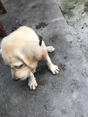 评测点评真实揭秘比瑞吉狗粮怎么样,好不好?真的是天然粮吗?