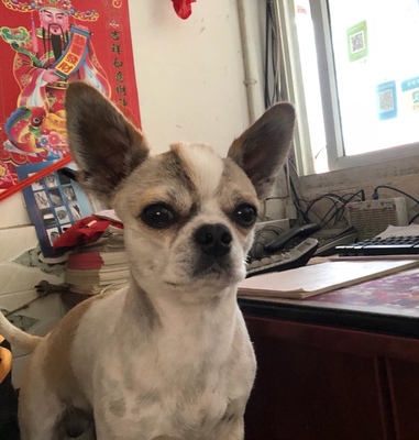 讨论wanpy顽皮狗粮怎么样，是天然粮吗？给泰迪吃这个好不好？