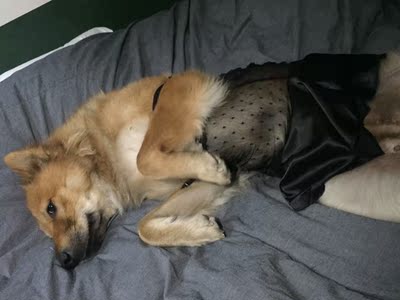 我能怎么办，我一个155，45Kg的妹子穿不下去，没有拉链，死命拉下后，胸被压得像被拍扁的面包。嗯，只能给我家22Kg的妹子穿了，挺好