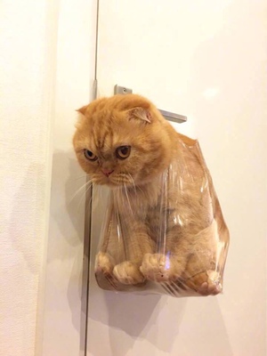 以前在天猫淘宝买东西，都是系统自动好评。后来才知道淘宝评论得积分可以涨淘气值时，才知道评论的重要性。所以以后无论买什么东西，我都把这段话复制粘贴下来，然后再写宝贝评论。没错评论八十个字以上就可以获得50积分。