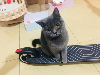 目前看来图文评测BBG电动滑板车怎么样,评测揭秘电池续航能力好吗