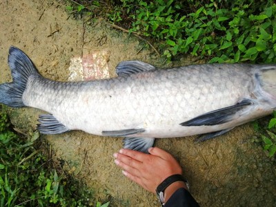 目前看来【反馈】霸将鱼竿怎么样，通过三个月使用看真相