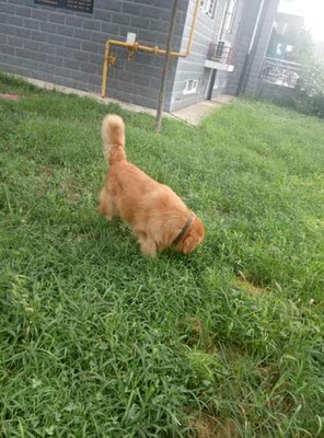 真实使用感受牧康乐狗粮怎么样,给狗狗吃好不好?这个牌子狗粮能买吗