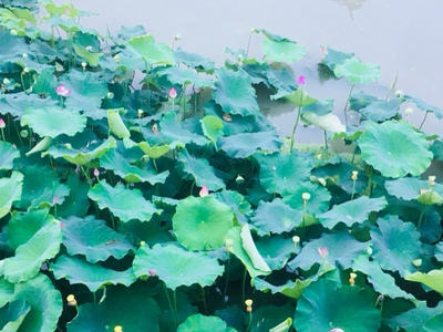 我是我们村第一个在淘宝上买东西的人,这里的人几乎都不网购,而且买东西一般都不会超过五块钱!听说我在淘宝花五块多买东西后,整个村都震惊了!村长跑我家来问我妈:你闺女是不是疯了?我妈跟我说:这日子没法过了,让我出去租房住。面对重重压力,我坚持要买。我相信,我这个月的工资不会白花的!谁拦都不好使,我要下单了! 我是我们村第一个在淘宝上买东西的人,这里的人几乎都不网购,而且买东西一般都不会超过五块钱!听说我在淘宝花五块多买东西后,整个村都震惊了!村长跑我家来问我妈:你闺女是不是疯了?我妈跟我说:这日子没法过了,让我出去租房住。面对重重压力,我坚持要买。我相信,我这个月的工资不会白花的!谁拦都不好使,我要下单了!