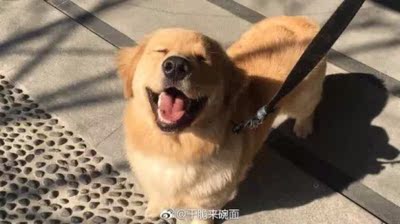 感觉不错，一如既往的喜欢，和以前买的一样满意，而且正好优惠，省了不少，很合算，一样一直有活动哦！附上我家狗狗的图片！可爱不？跟你家的东西一样让人喜欢