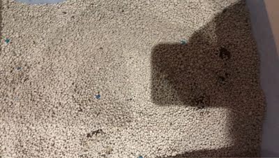 美滋元猫粮怎样,质量靠谱吗美滋元猫粮口碑好不好,调查分析,