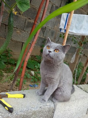 好主人猫粮在行业中排第几好主人猫粮好不好,如何选购,