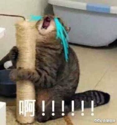 好评。虽然款式也发错了...但是态度好,也退了钱,而且质量还不错,当然给好评啦。所以为什么我一下单就立刻找我说亲亲别任意中差评哦,您好评率有点低。我当时很懵逼就问了一下。所以99.68%的好评率差吗....照淘宝上面这些货品的质量,如果1000件东西里才给了32件东西差评,不代表我们买家脾气不错吗( ꒪Д꒪) 好评。虽然款式也发错了...但是态度好,也退了钱,而且质量还不错,当然给好评啦。所以为什么我一下单就立刻找我说亲亲别任意中差评哦,您好评率有点低。我当时很懵逼就问了一下。所以99.68%的好评率差吗....照淘宝上面这些货品的质量,如果1000件东西里才给了32件东西差评,不代表我们买家脾气不错吗( ꒪Д꒪)