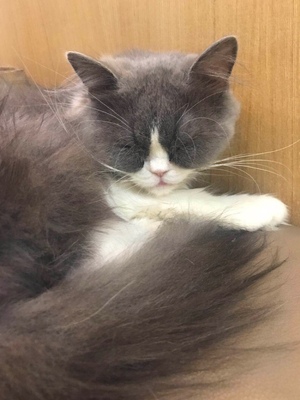 调查心得乔治蒙卡男包怎么样，真相如何,不看后悔