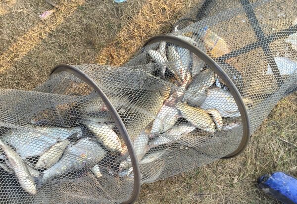 钓鱼麦粒饵料窝料野钓鱼饵中药十泡药麦小药麦打窝大瓶麦子800ml