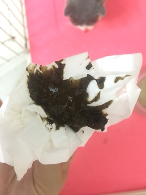 皇家猫粮小白求证皇家猫粮用后感觉如何,值得买吗,