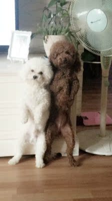 大家谈谈给金毛吃好主人狗粮怎么样,到底好不好?这的是天然粮吗