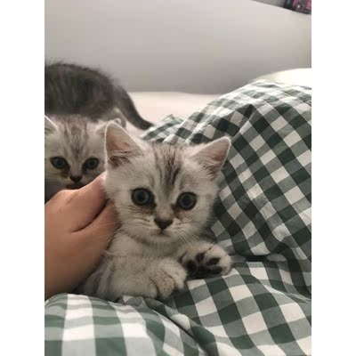 应该不会再卖布谷鸟的了 我用软尺量尺寸确实是75左右的 但每次买75的都会偏小 就会穿的很不舒服 内衣质量是可以的 也怕80会太大 好评