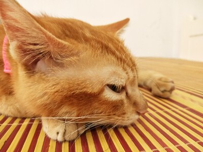 淘宝几年才知道原来评论85个字才会有积分。所以从今天到以后，这段话走到哪里就会复制到哪里。首先要保证质量啊，东西不赖啊。不然就用别的话来评论了。不知道这样子够不够85字。谢谢老板的认真检查。东西特别好，我不是刷评论的，我是觉得东西好我才买的！