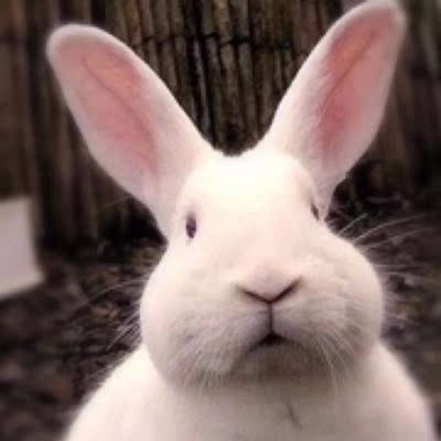 我是我们村第一个在淘宝上买东西的人。他们买东西价格一般不超过五块,听说我双十一买了一大堆东西,全村都震惊了,村长跑到我家对我爸说我疯了!媳妇跟我闹离婚,说这日子没法过了!面对重重压力,我坚持买、买、买!终于快递不断的到了,我怀揣着激动的心情,颤抖的打开一个个包裹,那一霎那,感觉我的眼都要亮瞎了,啊...这颜值、这手感、这质量!只怪我读书少,无法用华丽的语言来形容它。我骄傲的站在村口,霎时,村民们都惊呆了,瞬间时间凝固了,大家眼睛一动不动盯着一个个包裹,如同夜晚的狼的绿眼睛,泛发着可怕的凶光!15秒后,整个村都沸腾了,说太好了,太漂亮了,说太值了,更有人拼命的喊叫,不给他们看,他们就跳井。吓得我赶紧收起宝贝,落荒而逃。为测试宝贝效果,我立刻去我们村高达100米山上村长家试用,村民们一窝蜂追了过去,里三层外三层围了个水泄不通。一看这阵仗,我突发灵感,赶紧拿起一把淘宝仿真机关枪,哒哒哒哒,一阵猛扫,村民们像山里的猴子四处逃窜,漫山遍野躲了起来,这,就是淘宝的力量!这,就是双十一的魅力!这,就是马云的太极“攻守道”!哇塞!在全村人羡慕的目光中,我仰首挺胸,扬长而去。 我是我们村第一个在淘宝上买东西的人。他们买东西价格一般不超过五块,听说我双十一买了一大堆东西,全村都震惊了,村长跑到我家对我爸说我疯了!媳妇跟我闹离婚,说这日子没法过了!面对重重压力,我坚持买、买、买!终于快递不断的到了,我怀揣着激动的心情,颤抖的打开一个个包裹,那一霎那,感觉我的眼都要亮瞎了,啊...这颜值、这手感、这质量!只怪我读书少,无法用华丽的语言来形容它。我骄傲的站在村口,霎时,村民们都惊呆了,瞬间时间凝固了,大家眼睛一动不动盯着一个个包裹,如同夜晚的狼的绿眼睛,泛发着可怕的凶光!15秒后,整个村都沸腾了,说太好了,太漂亮了,说太值了,更有人拼命的喊叫,不给他们看,他们就跳井。吓得我赶紧收起宝贝,落荒而逃。为测试宝贝效果,我立刻去我们村高达100米山上村长家试用,村民们一窝蜂追了过去,里三层外三层围了个水泄不通。一看这阵仗,我突发灵感,赶紧拿起一把淘宝仿真机关枪,哒哒哒哒,一阵猛扫,村民们像山里的猴子四处逃窜,漫山遍野躲了起来,这,就是淘宝的力量!这,就是双十一的魅力!这,就是马云的太极“攻守道”!哇塞!在全村人羡慕的目光中,我仰首挺胸,扬长而去。