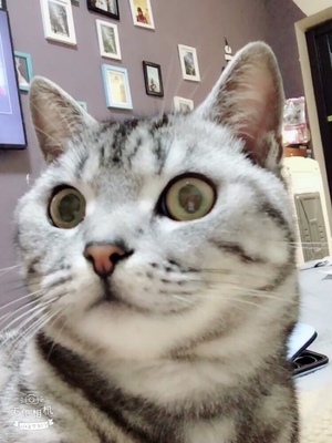 美滋元猫粮在行业中排第几美滋元猫粮专业点评,看过再选,