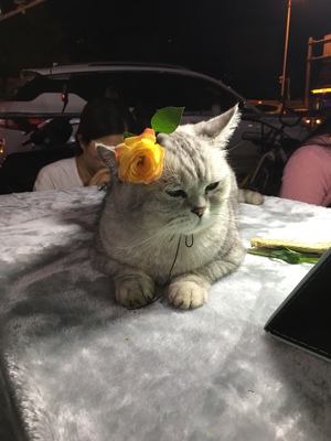 东西还不错&hellip;&hellip;妈妈说挺满意的&hellip;&hellip; 淘宝几年才知道原来评论85个字才会有积分。所以从今天到以后，这段话走到哪里就会复制到哪里。首先要保证质量啊，东西不赖啊。不然就用别的话来评论了。不知道这样子够不够85字。谢谢老板的认真检查。东西特别好，我不是刷评论的，我是觉得东西好我才买的，你会发现我每一家都是这么写的。因为复制一下就好了。