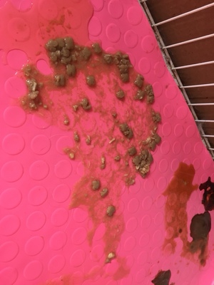 皇家猫粮小白求证皇家猫粮用后感觉如何,值得买吗,