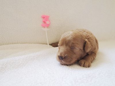 讨论wanpy顽皮狗粮怎么样，是天然粮吗？给泰迪吃这个好不好？