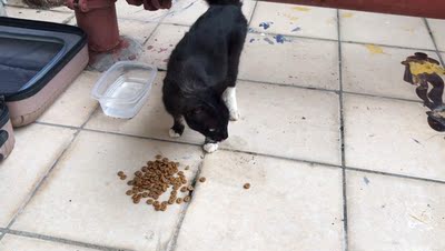 牧康乐猫粮咋样,评论有作假吗牧康乐猫粮用后果真相如何,质量怎么样,