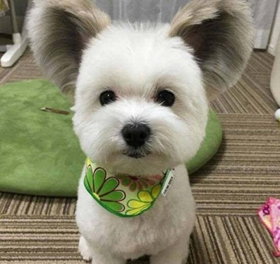 系统默认评论 系统默认评论