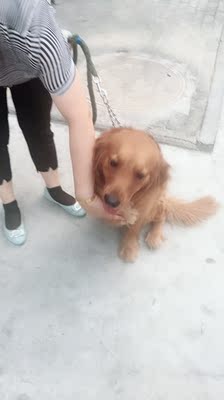体验给爱犬用comest康玛斯狗粮怎么样,好不好,这个牌子出名吗