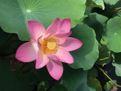 好穿，舒适，折上折比较划算。