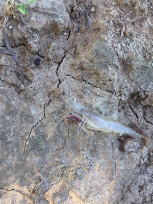 目前看来【反馈】霸将鱼竿怎么样，通过三个月使用看真相