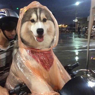 给爸爸买的 发货挺快的 比心